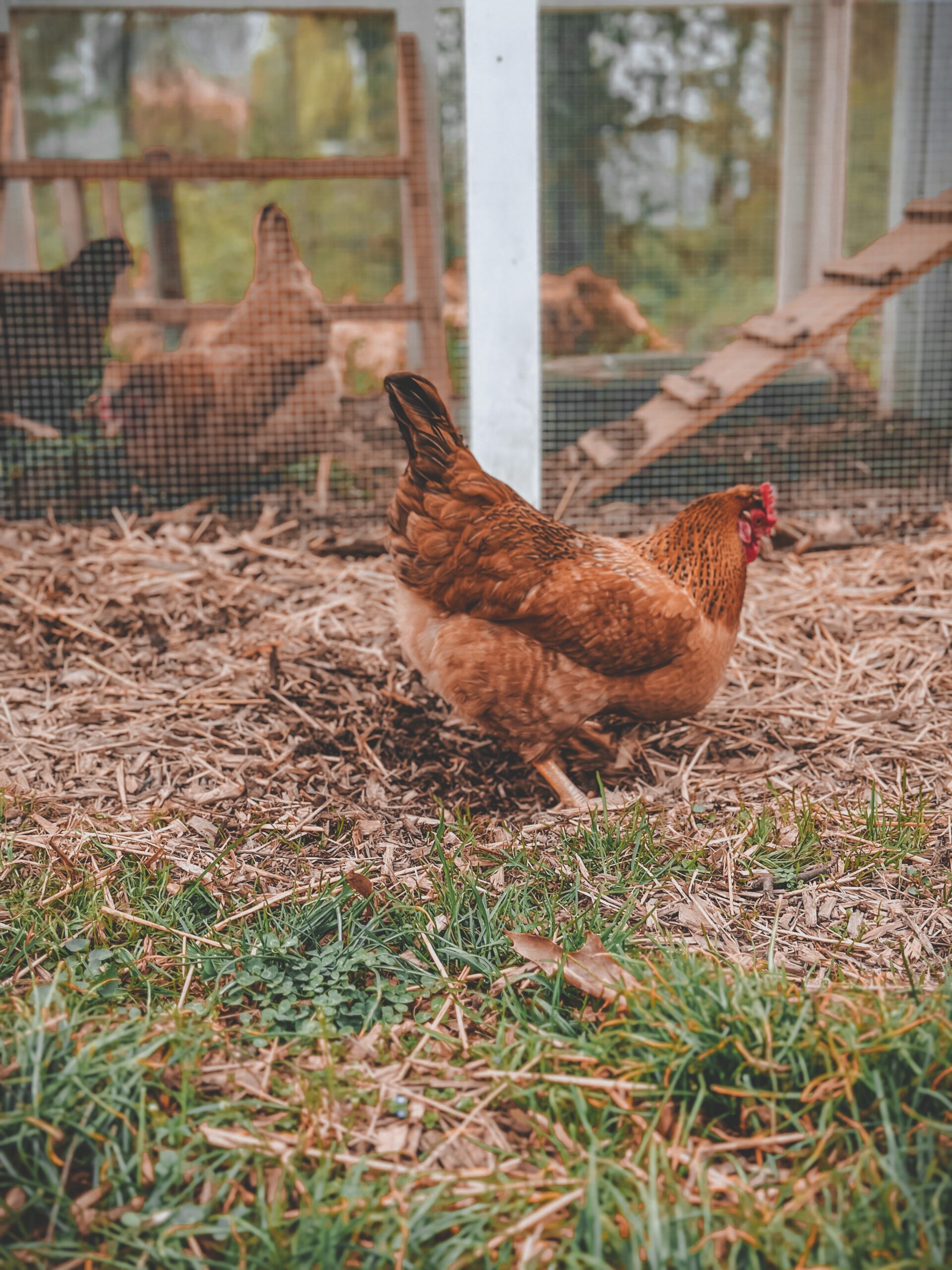 How to start a homestead