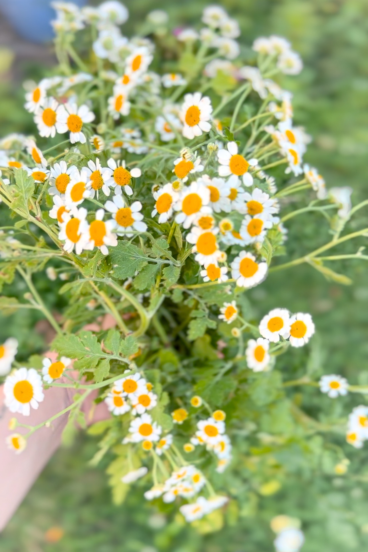 Using and growing feverfew