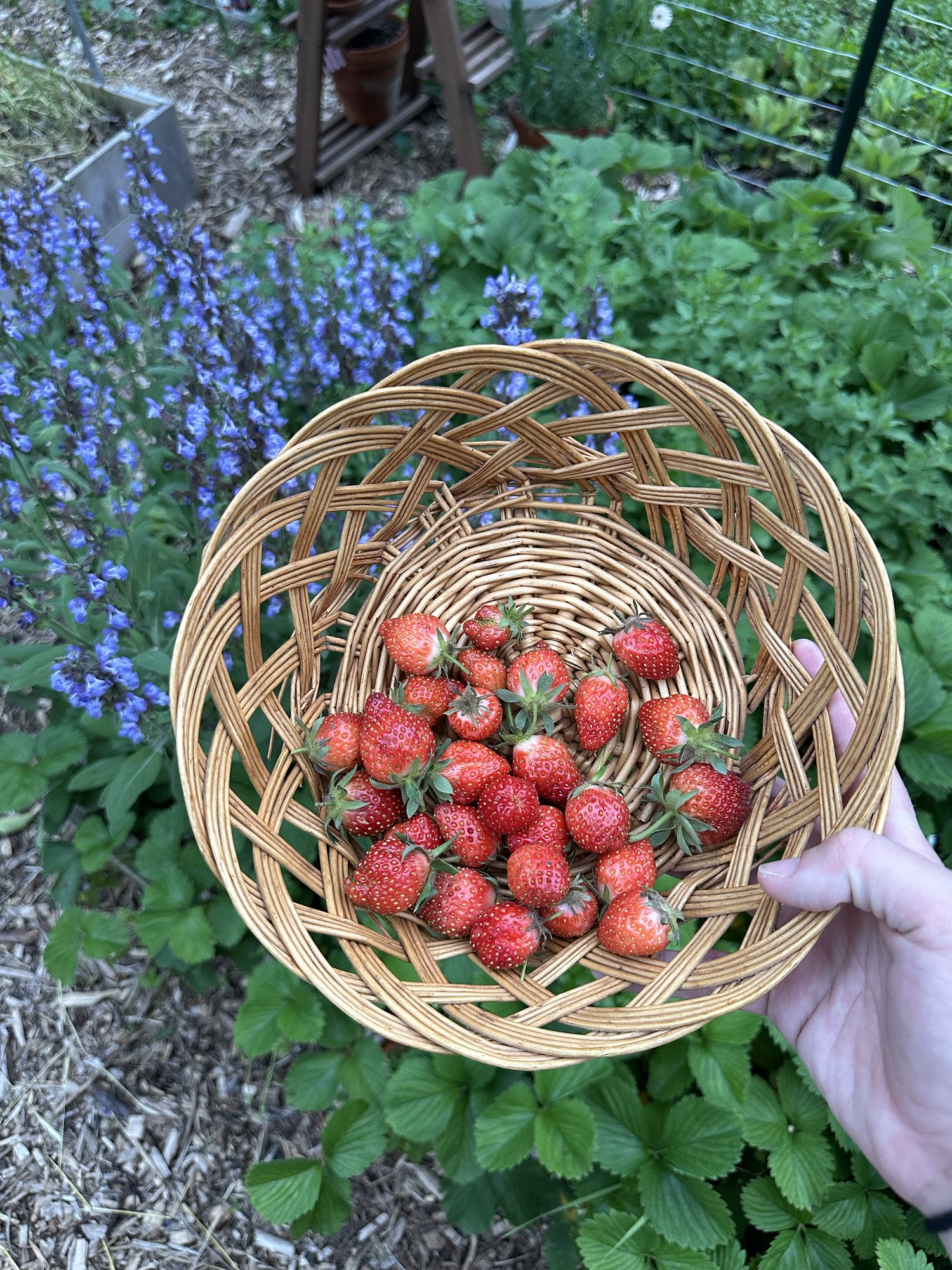 The ultimate guide to growing big juicy strawberries