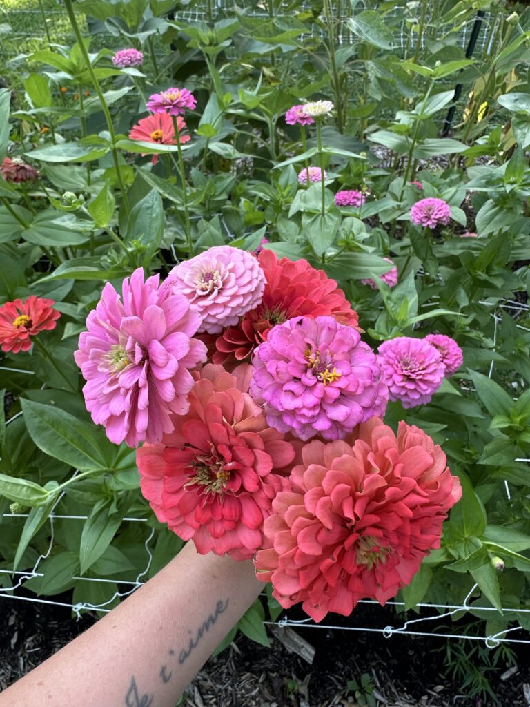 Zinnias from the garden