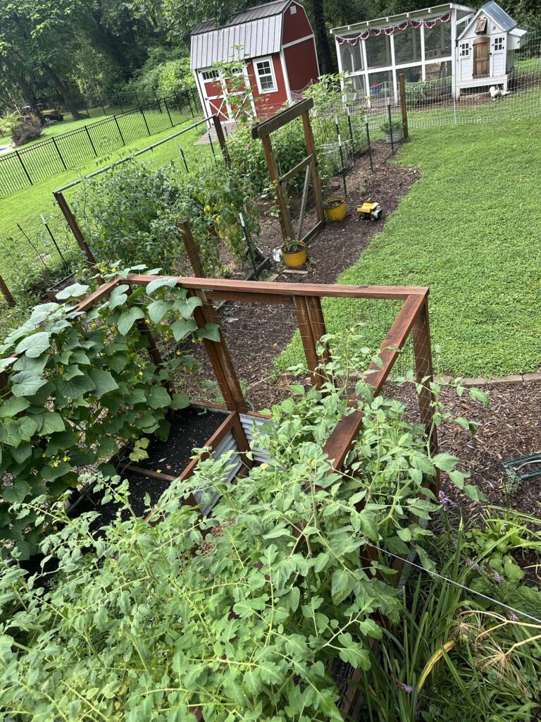 Back yard garden in the summer.